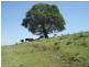 Baraimal Lane, Kyogle NSW 2474