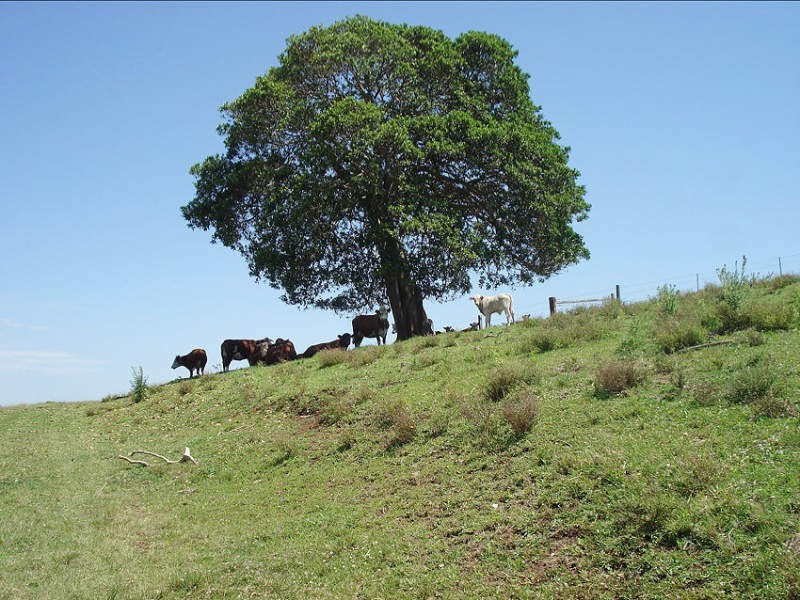 Baraimal Lane, Kyogle NSW 2474
