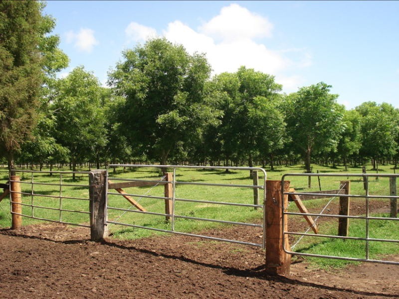 Wiangaree Road, Kyogle NSW 2474