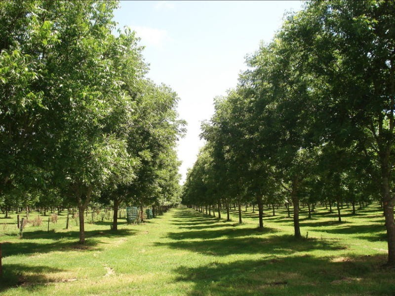 Wiangaree Road, Kyogle NSW 2474