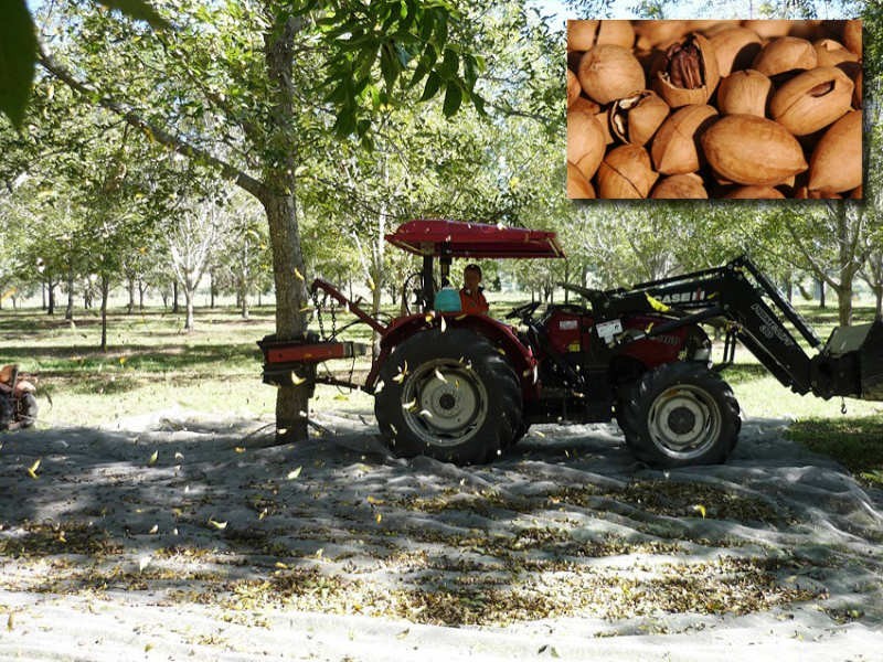 Wiangaree Road, Kyogle NSW 2474