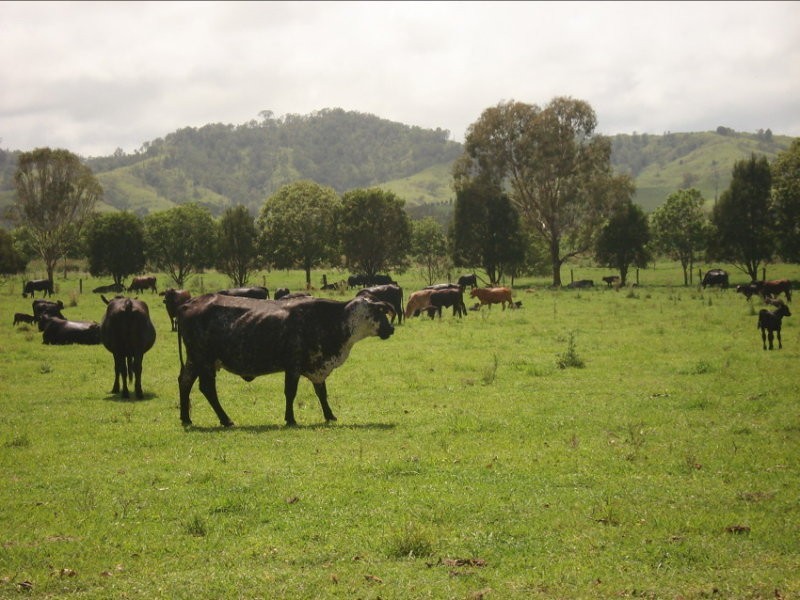 Wiangaree Road, Kyogle NSW 2474
