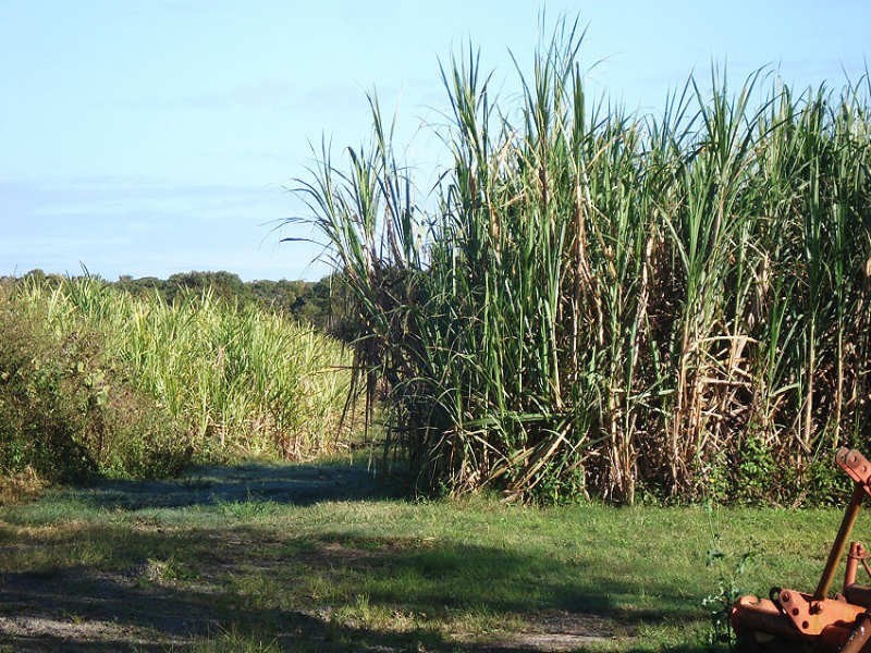 Hoare Lane, Green Forest NSW 2471