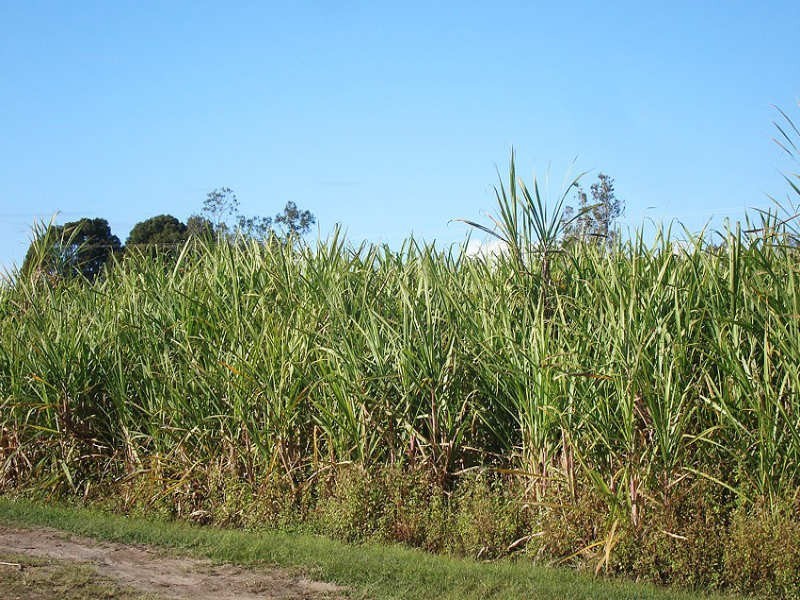 Hoare Lane, Green Forest NSW 2471