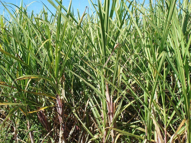 Hoare Lane, Green Forest NSW 2471