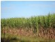 Hoare Lane, Green Forest NSW 2471
