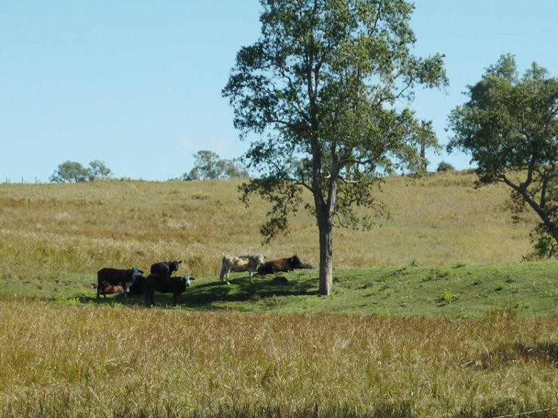 Old Dyraaba Road, Woodview NSW 2470