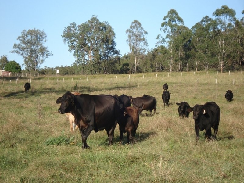 Dyraaba, Casino NSW 2470