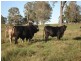 Dyraaba, Casino NSW 2470