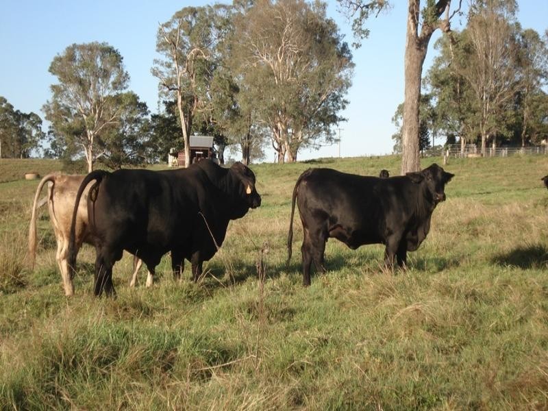 Dyraaba, Casino NSW 2470