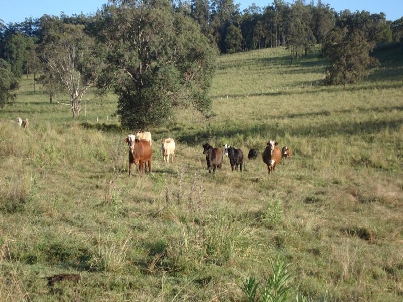Dyraaba, Casino NSW 2470