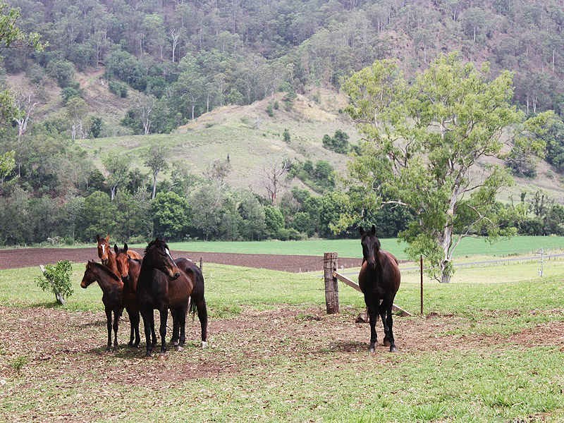 Findon Creek Road, Kyogle NSW 2474