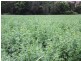 Findon Creek Road, Kyogle NSW 2474