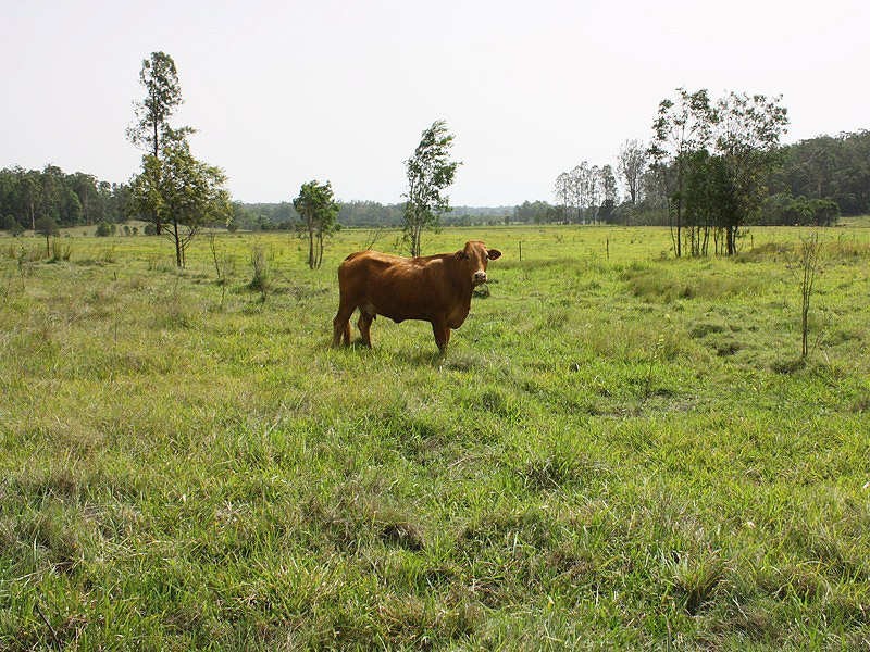 Busbys Flat, Casino NSW 2470