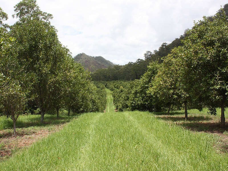 Lynchs Creek Road, Kyogle NSW 2474