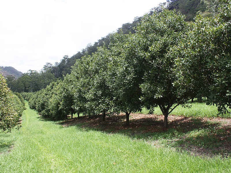 Lynchs Creek Road, Kyogle NSW 2474