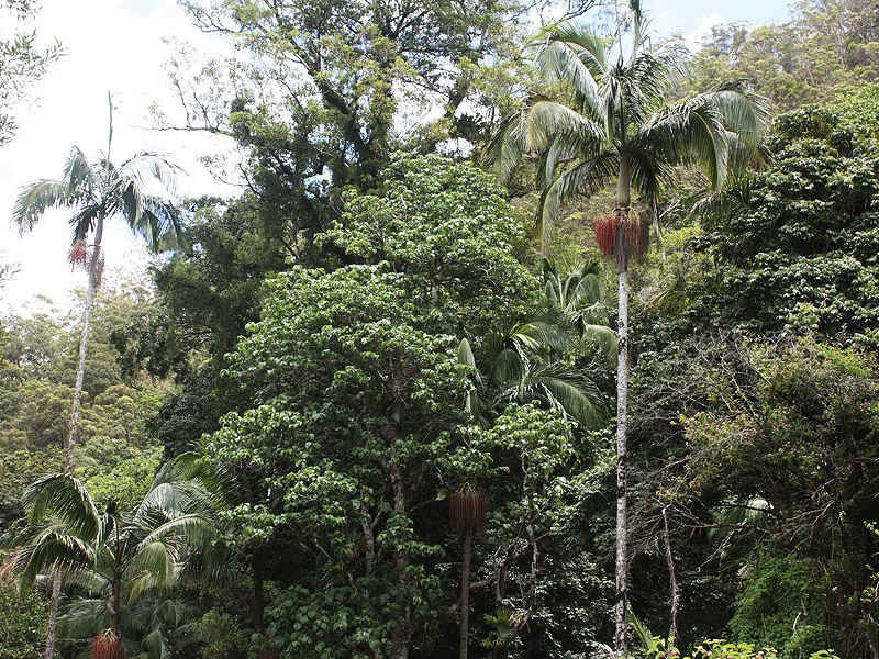 Lynchs Creek Road, Kyogle NSW 2474