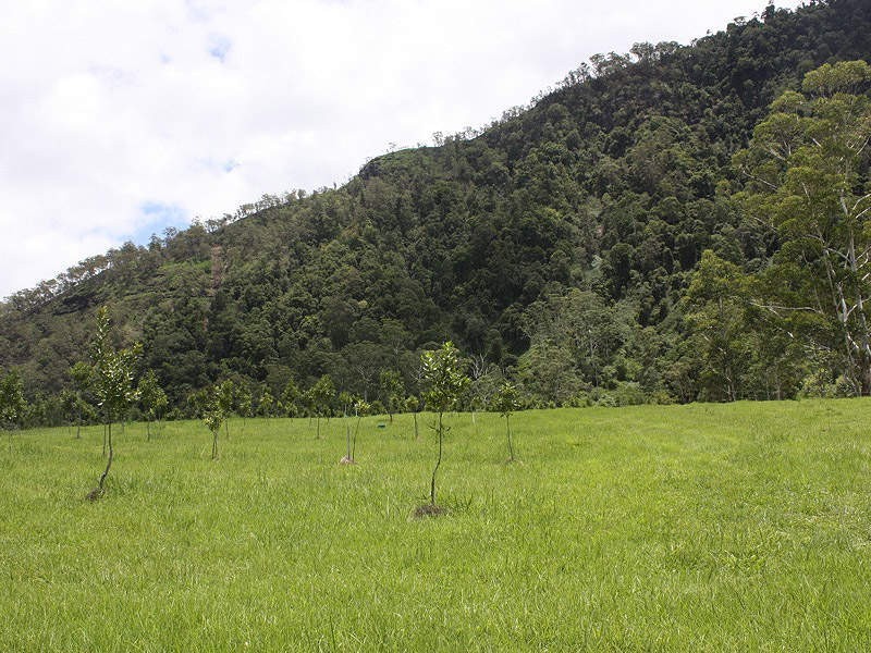 Lynchs Creek Road, Kyogle NSW 2474