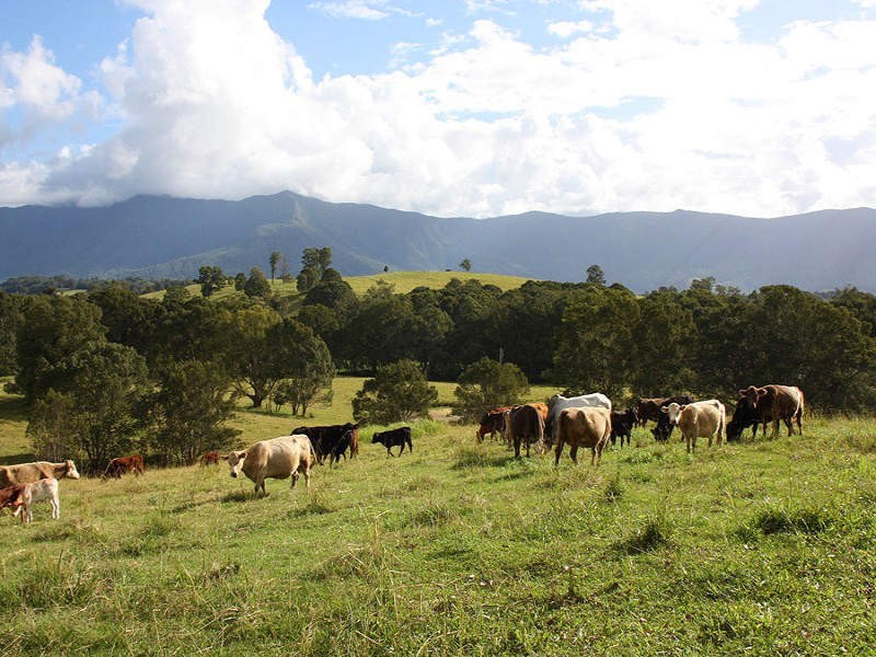 Larkins Road, Murwillumbah NSW 2484