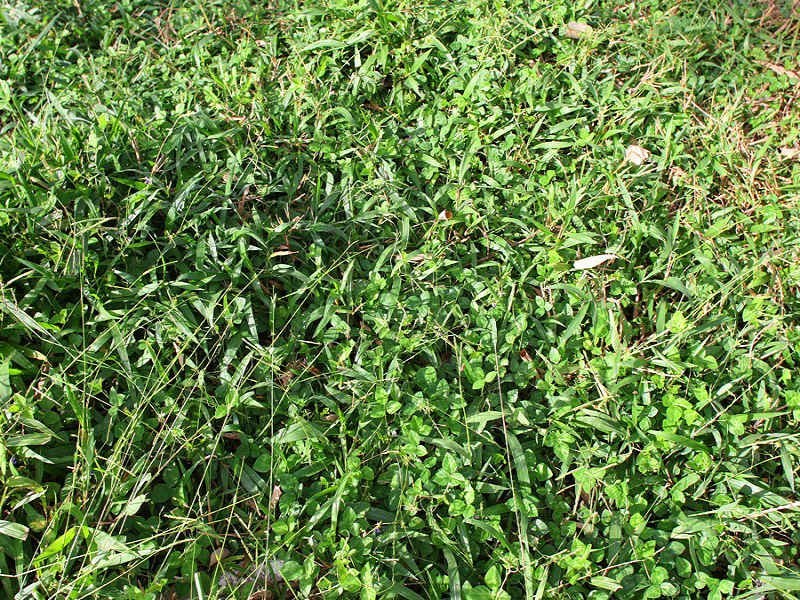 Larkins Road, Murwillumbah NSW 2484