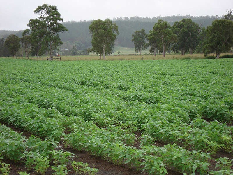 Upper Stratheden Road, Kyogle NSW 2474