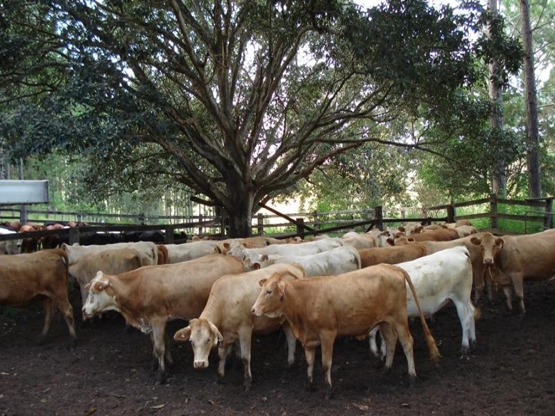 Upper Stratheden Road, Kyogle NSW 2474