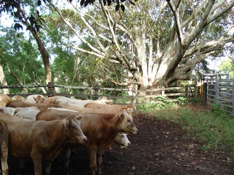 Upper Stratheden Road, Kyogle NSW 2474