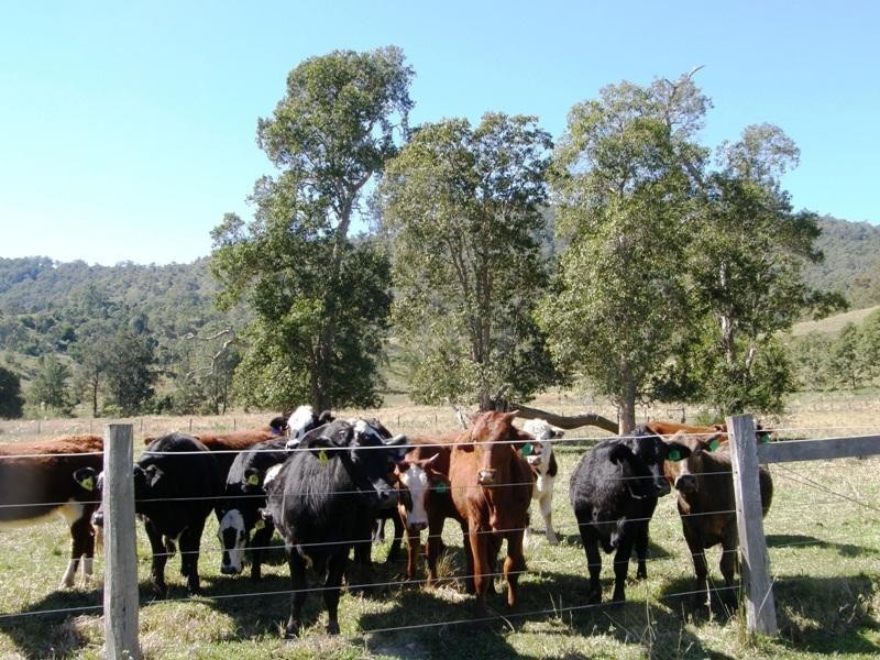 Boorabee Creek Road, Kyogle NSW 2474
