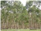 Paddys Flat Road, Kyogle NSW 2474