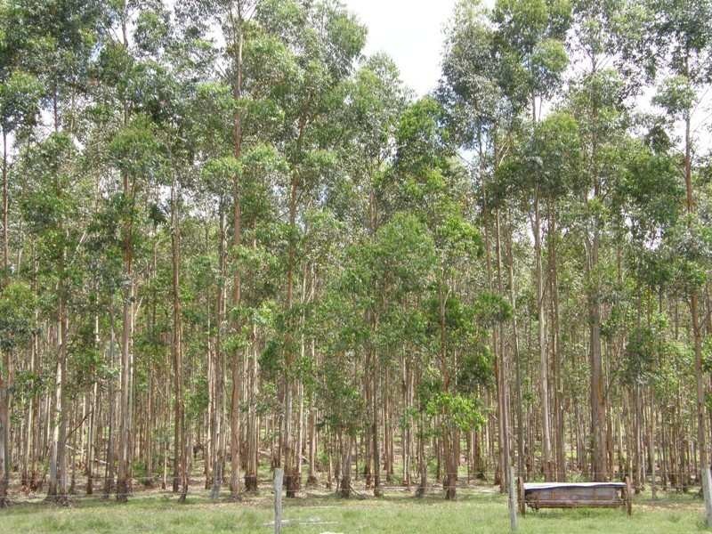 Paddys Flat Road, Kyogle NSW 2474