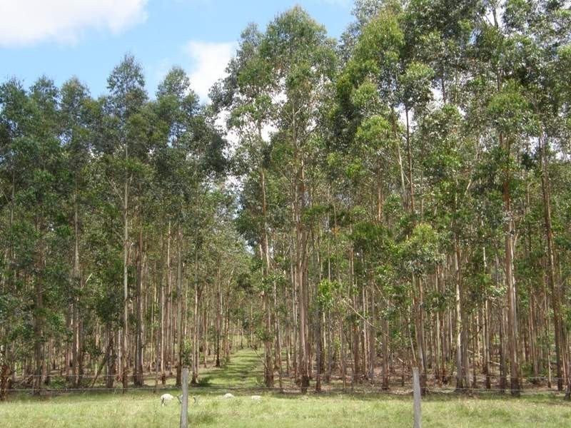 Paddys Flat Road, Kyogle NSW 2474