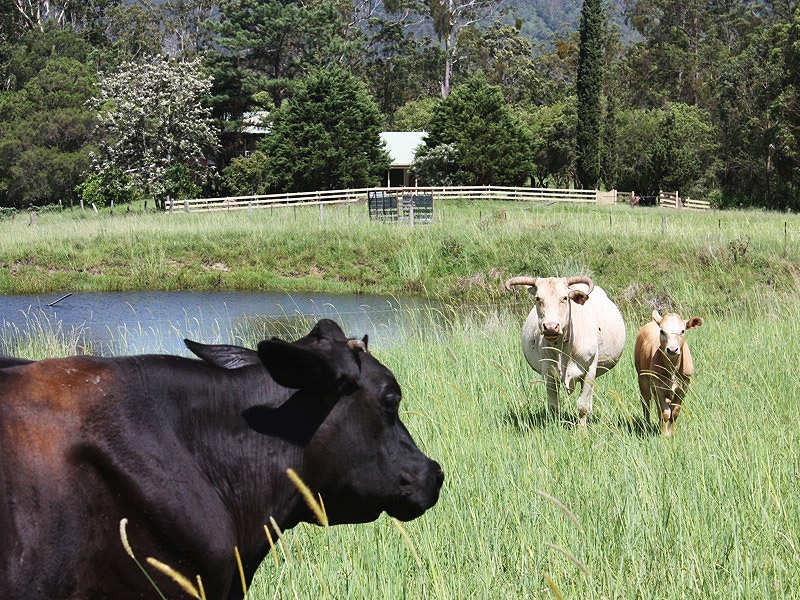 Homeleigh Road, Kyogle NSW 2474