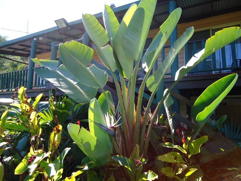 420 Lions Road Cougal, Kyogle NSW 2474