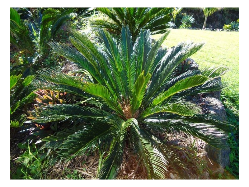 420 Lions Road Cougal, Kyogle NSW 2474