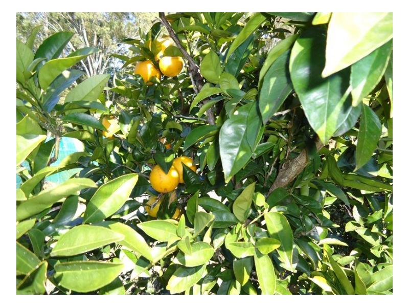 420 Lions Road Cougal, Kyogle NSW 2474