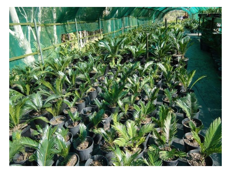 420 Lions Road Cougal, Kyogle NSW 2474