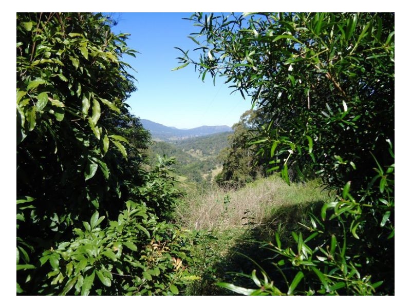 420 Lions Road Cougal, Kyogle NSW 2474