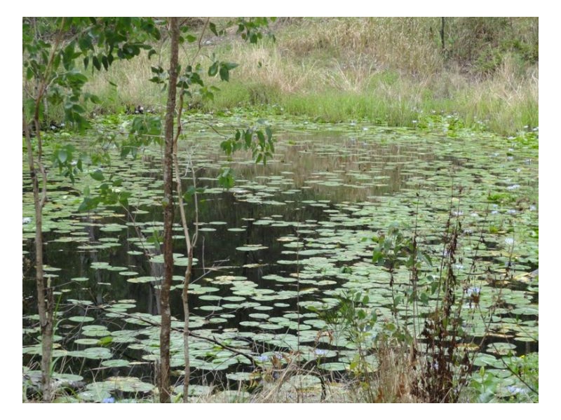 420 Lions Road Cougal, Kyogle NSW 2474