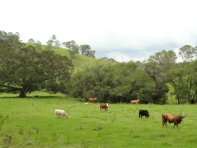 Wyndham Creek Road, Kyogle NSW 2474