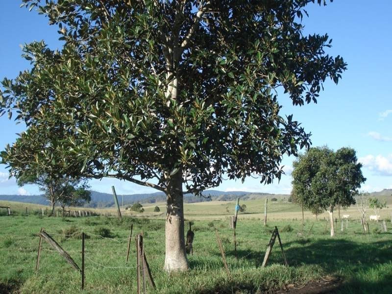 Baraimal Lane, Kyogle NSW 2474