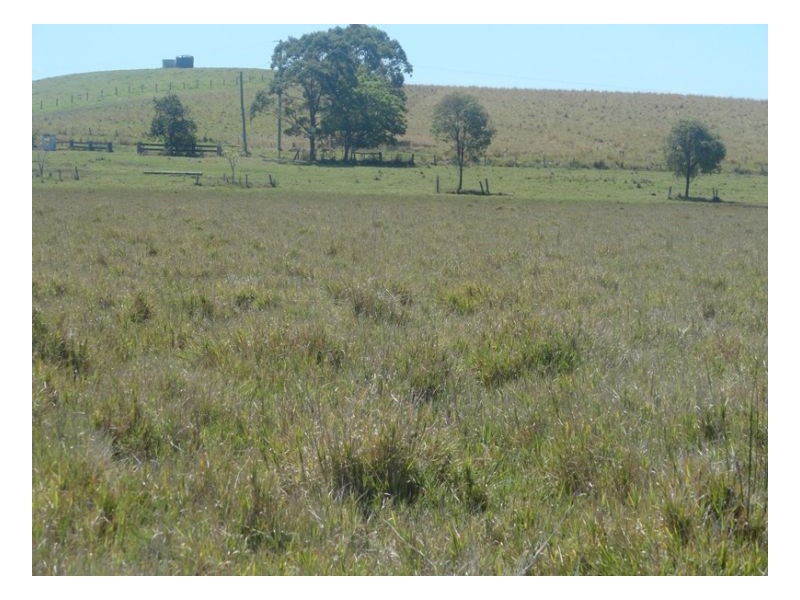Baraimal Lane, Kyogle NSW 2474