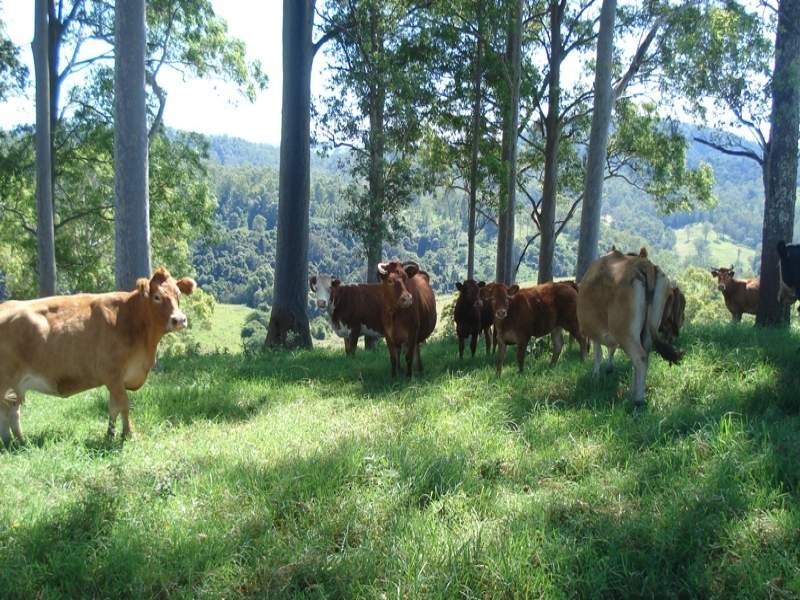 496 Iron Pot Creek Road, Kyogle NSW 2474