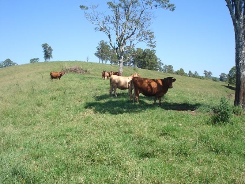 496 Iron Pot Creek Road, Kyogle NSW 2474