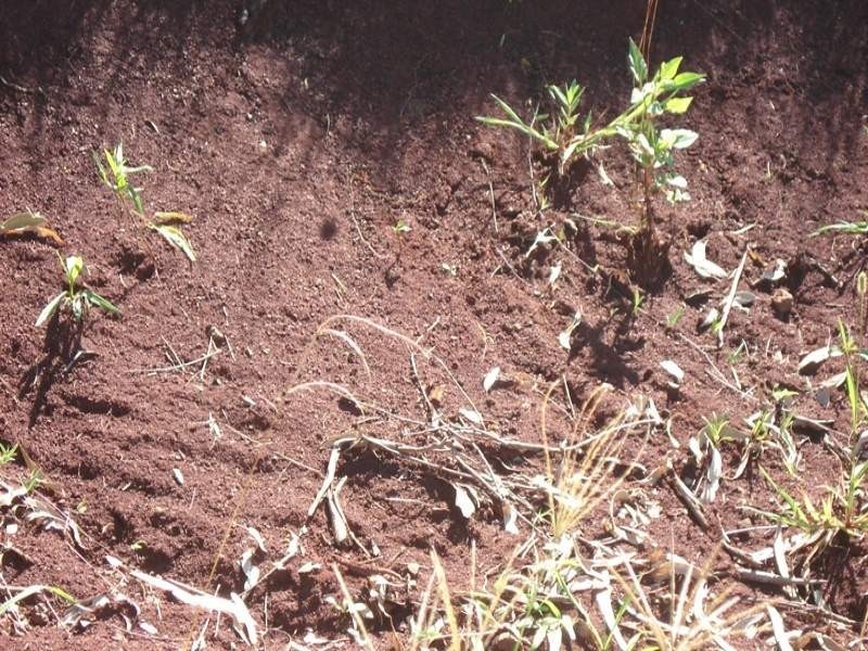 496 Iron Pot Creek Road, Kyogle NSW 2474