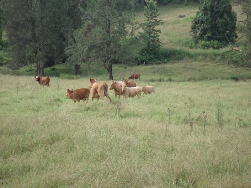 496 Iron Pot Creek Road, Kyogle NSW 2474