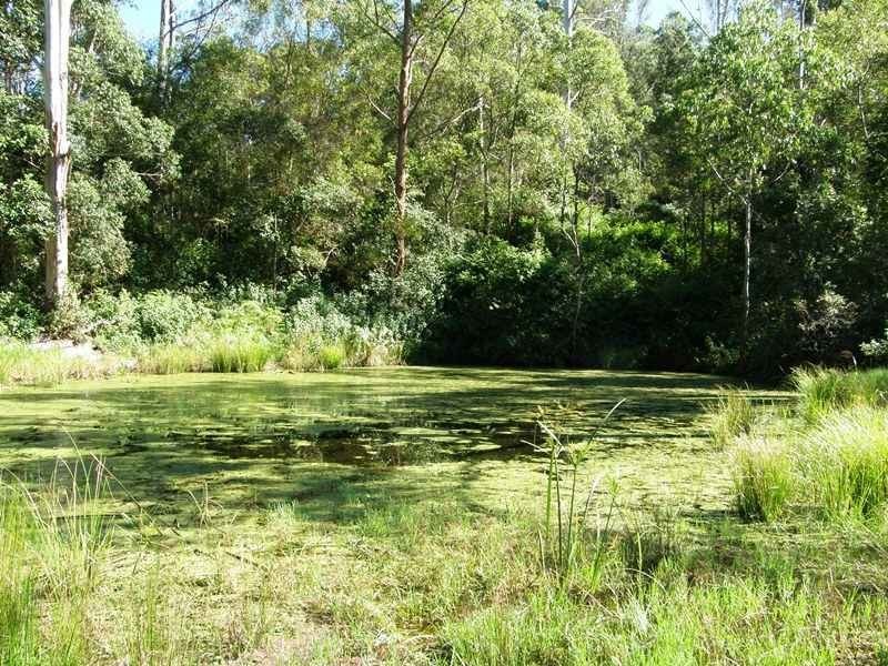 Roseberry Creek Road, Kyogle NSW 2474