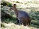 Roseberry Creek Road, Kyogle NSW 2474