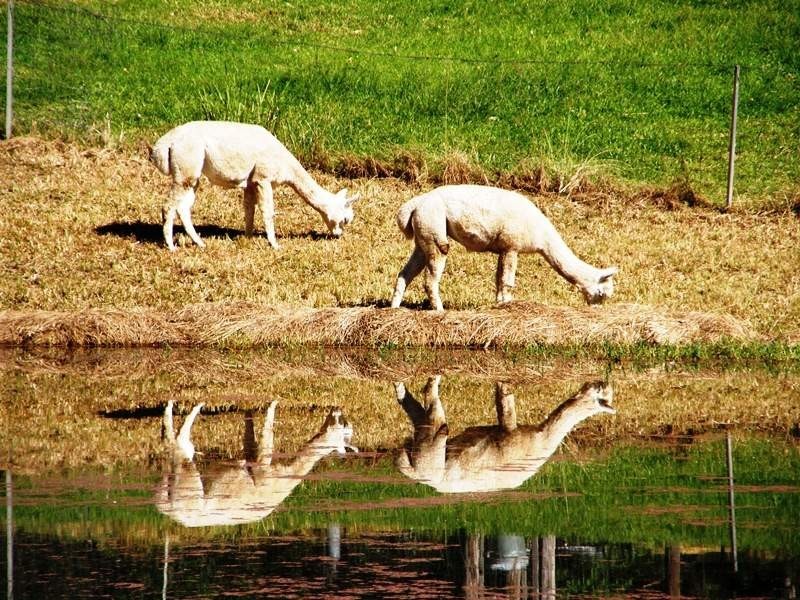 Roseberry Creek Road, Kyogle NSW 2474