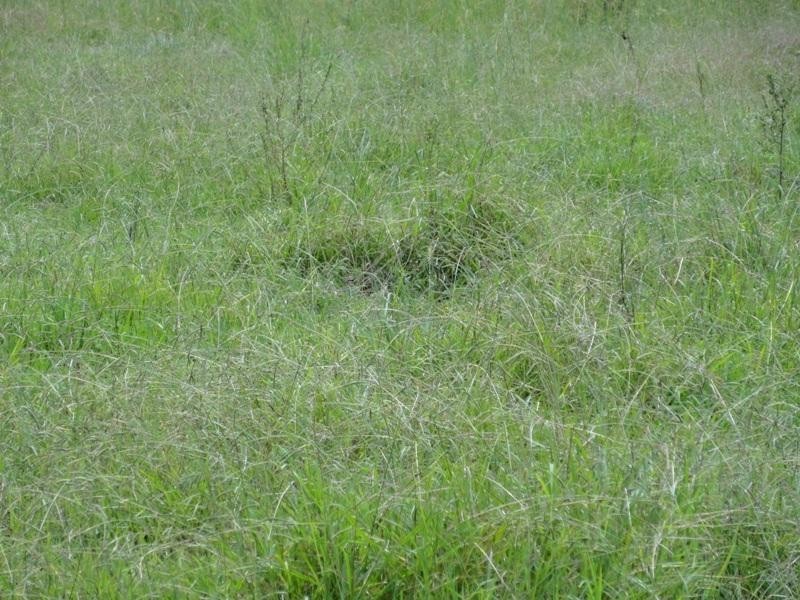 716 Back West Wiangaree Road, Kyogle NSW 2474