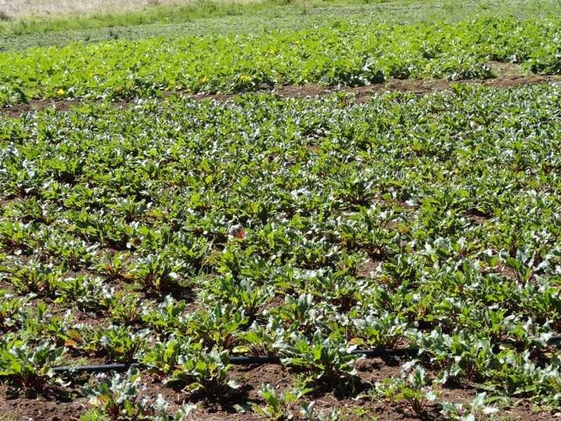 5643 Kyogle Road, Murwillumbah NSW 2484